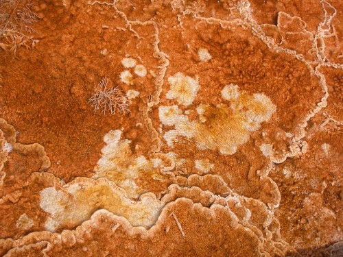 Bacterial mat