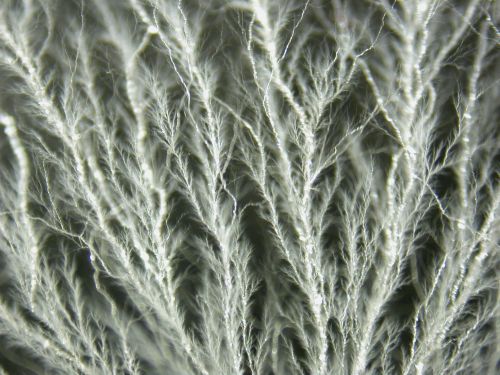 A Lichtenberg figure