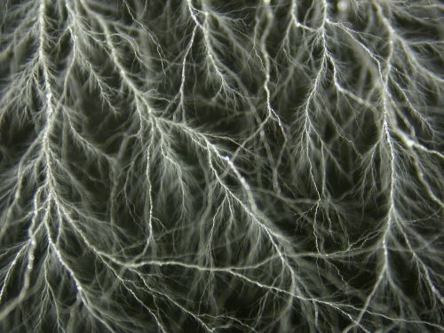 A Lichtenberg figure